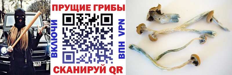 купить наркотики сайты Менделеевск Галлюциногенные грибы GOLDEN TEACHER